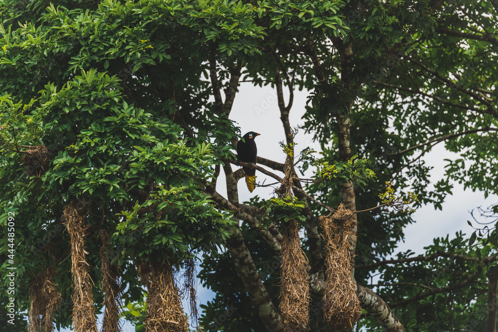 Fototapeta premium Trees in Belize 