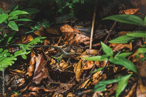 Gold lizard on ground 