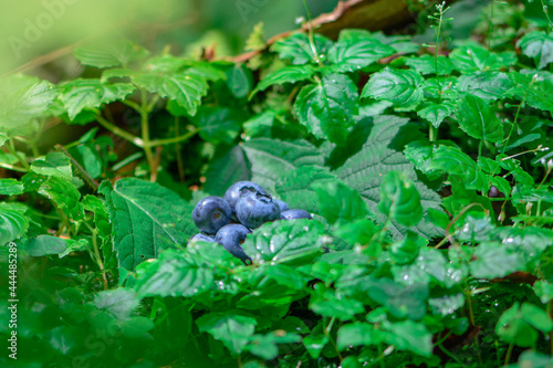 A handful of blueberries on green leaves in the forest. Berries are a natural source of vitamins.