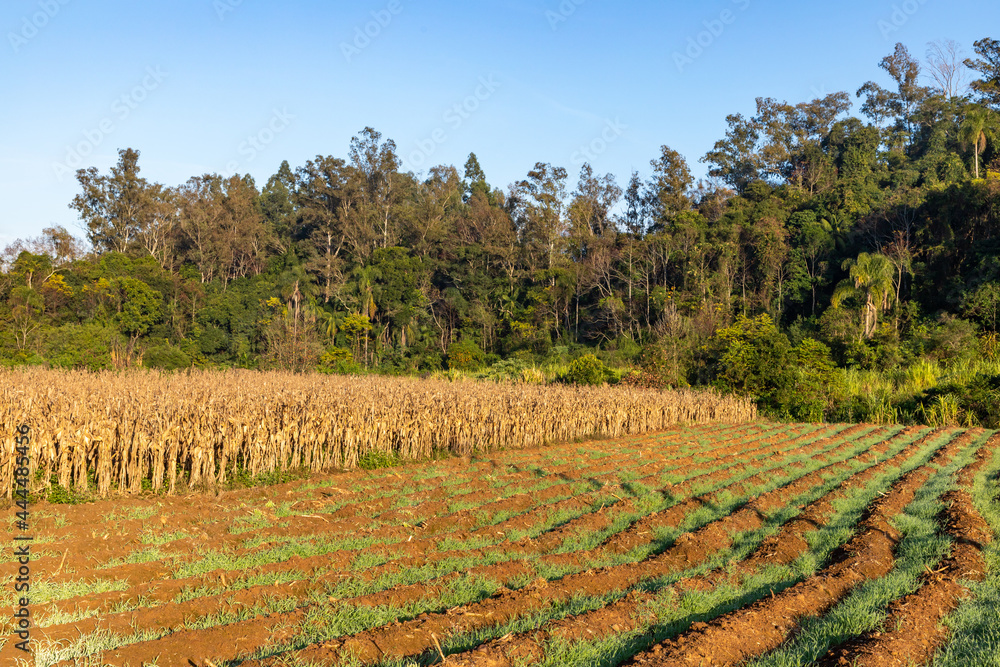Corn plantation and forest in farm