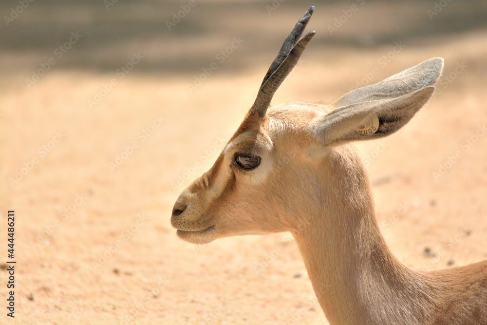 impala antelope portrait