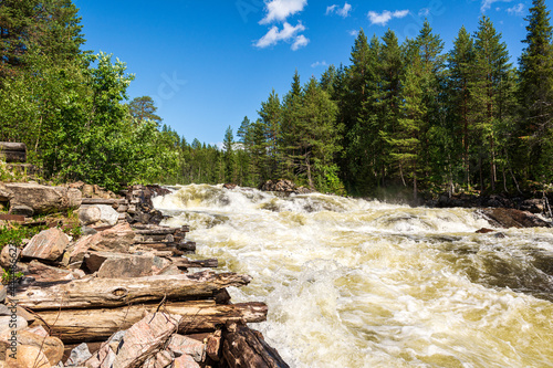 river in the forest