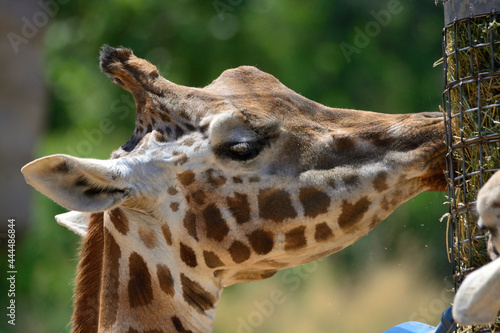 portrait of a giraffe © johamed73