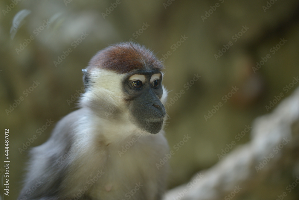 close up of a long macaque close up of a long macaque