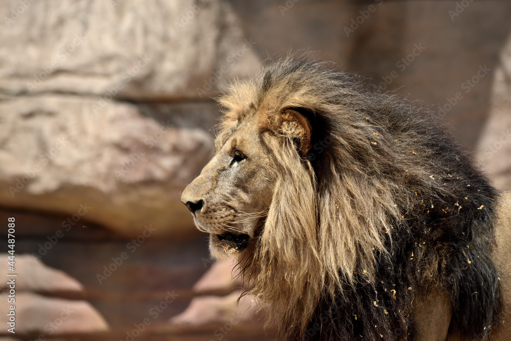 Fototapeta premium male lion portrait