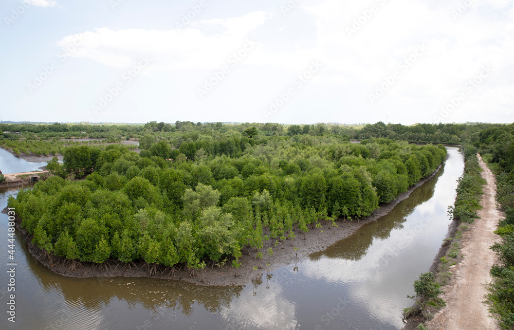 Aerial view of  tropical mangrove forests. Mangrove landscape.
