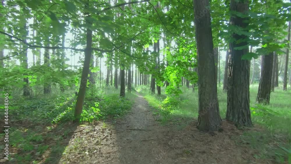 Walk in the Pine Forest at Summer Sunny Day. Camera is Moving Forward on Gimbal Stabilizer - Slow Motion Walk in the Pine Forest at Summer Sunny Day. Camera is Moving Forward on Gimbal Stabilizer - Slow Motion