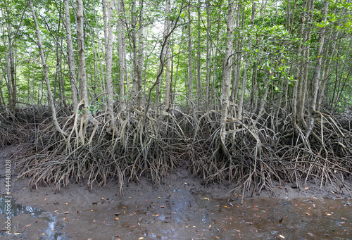 Mangroves tree and complex root in mangroves forest photo