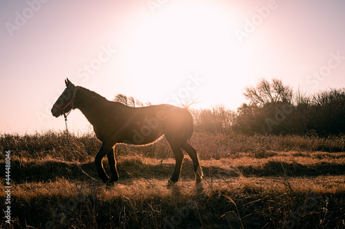 horse at sunset © patoouupato