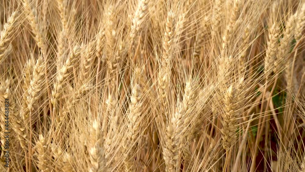 Golden yellow wheat fields, mature wheat. Golden yellow wheat fields, mature wheat.
