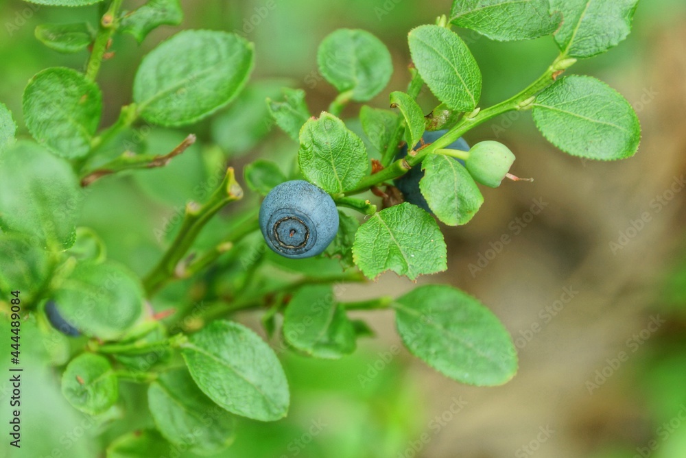 one small blue blueberry on a bush with green leaves in a summer forest