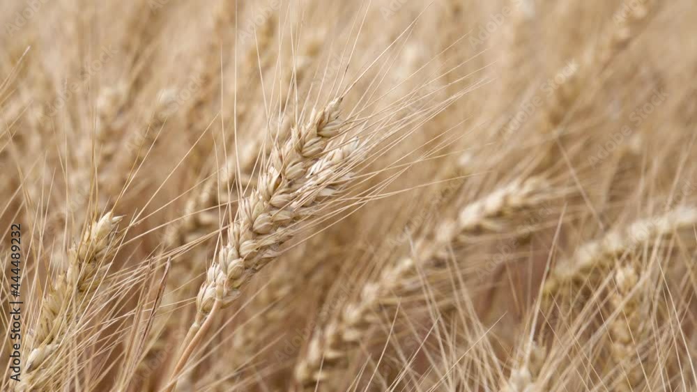 Golden yellow wheat fields, mature wheat. Golden yellow wheat fields, mature wheat.