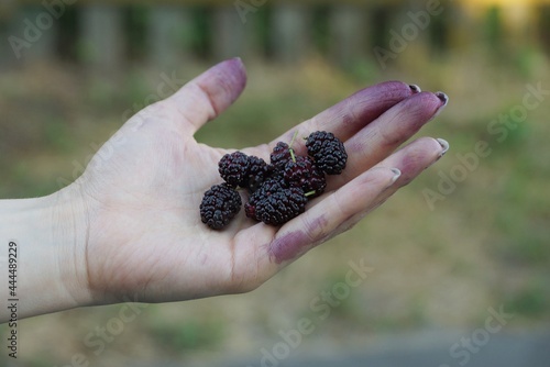 black ripe mulberries lie on the white palm of a girl on the street photo