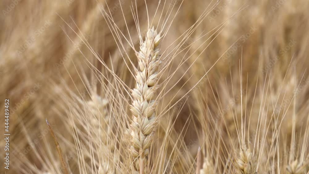 Golden yellow wheat fields, mature wheat. Golden yellow wheat fields, mature wheat.