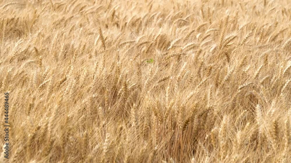 Golden yellow wheat fields, mature wheat. Golden yellow wheat fields, mature wheat.