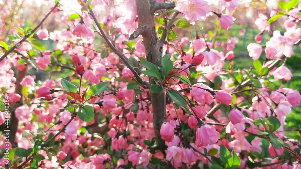 Begonia crabapple in the spring garden Begonia crabapple in the spring garden