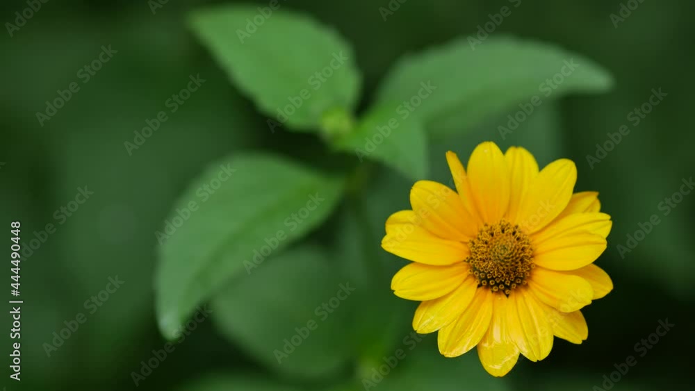 A yellow flower sways in a gentle breeze. Yellow daisy with rain drops on the petals. Green leaves in bokeh A yellow flower sways in a gentle breeze. Yellow daisy with rain drops on the petals. Green leaves in bokeh