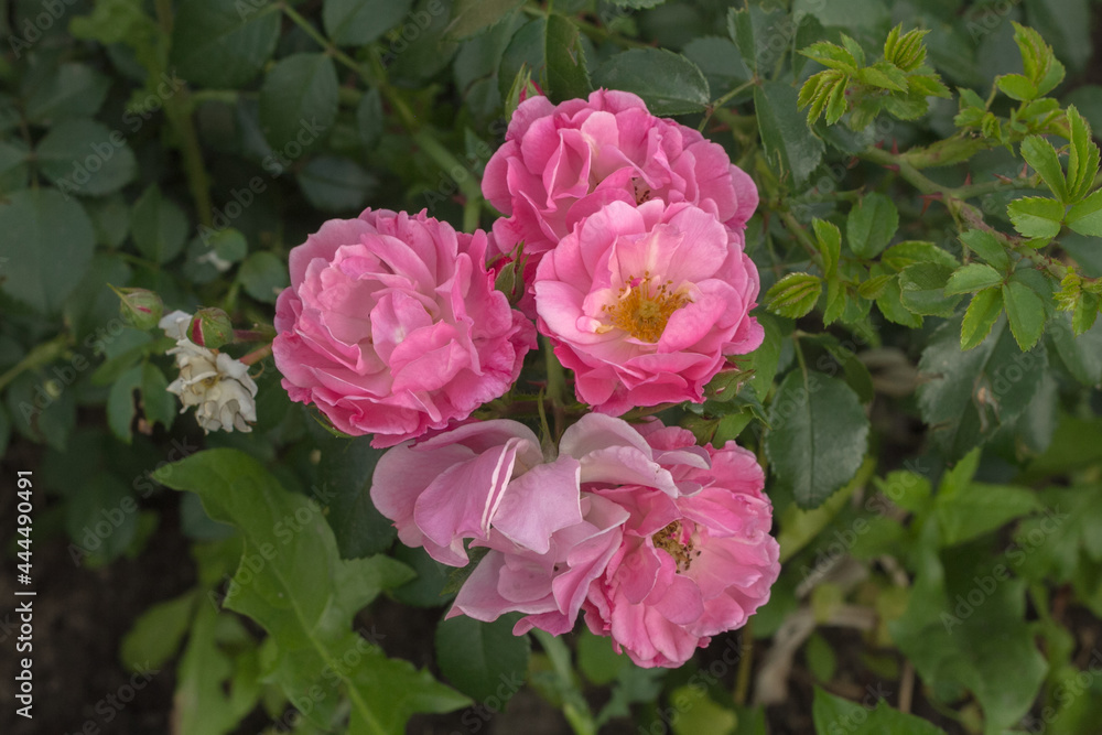 Pink roses on a green background in the garden Pink roses on a green background in the garden