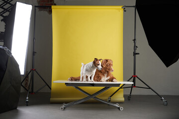 studio for pets. Dog in the interior of a photo studio, professional lighting equipment