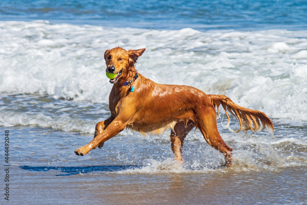 Dogs having joy and fun playing on the beach Dogs having joy and fun playing on the beach