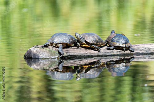 Turtles