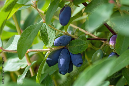 Blue honeysuckle berries on a bush, closeup