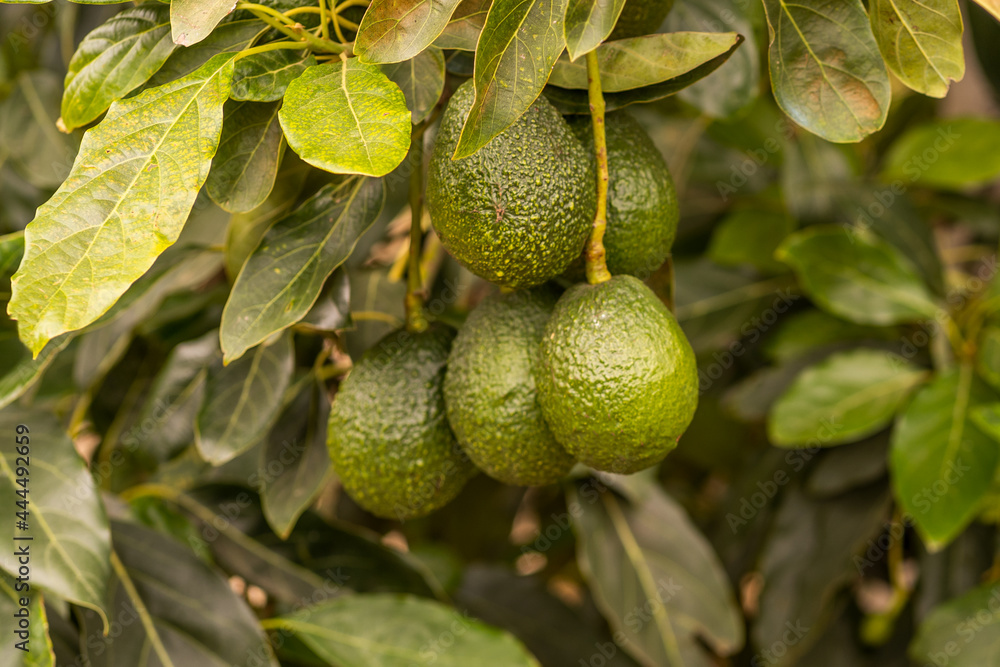 Close up of avocados growing in tree Close up of avocados growing in tree