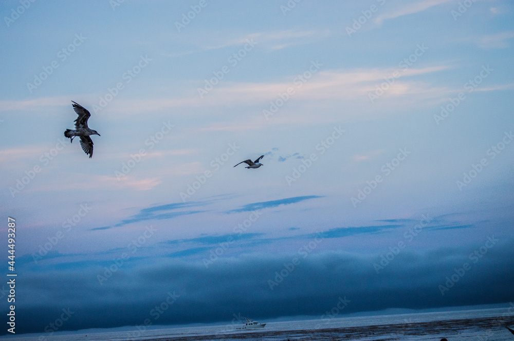Fototapeta premium Beach birds