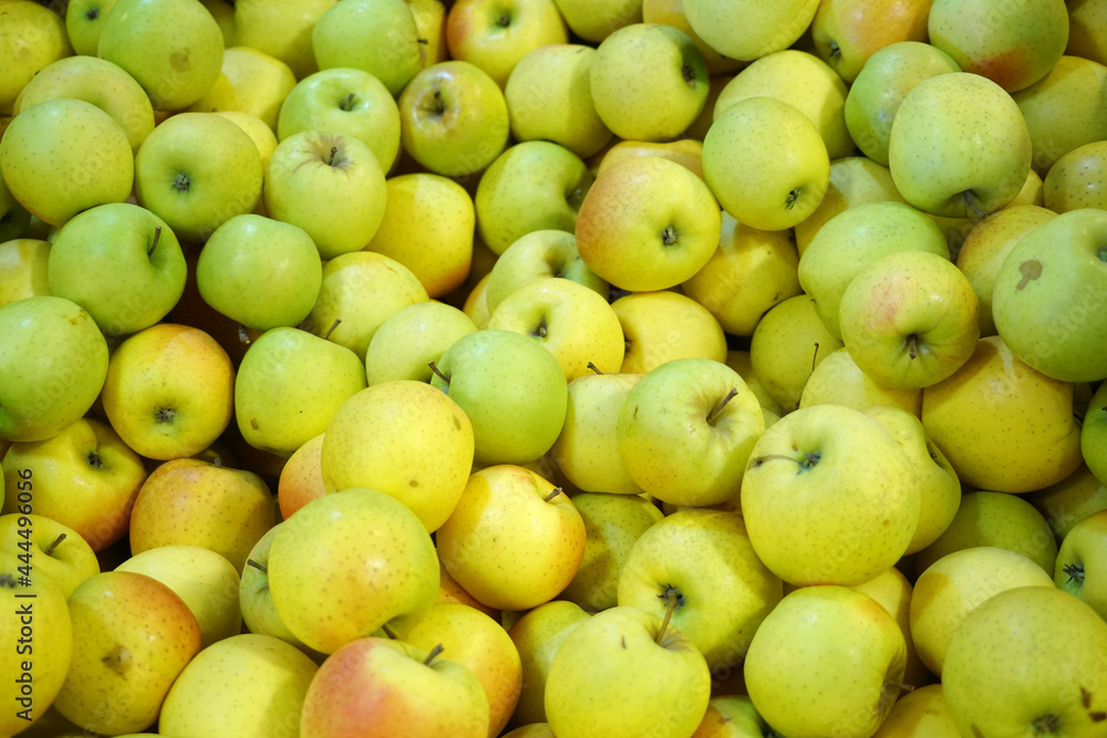 Fresh picked green apples background in the harvest season Fresh picked green apples background in the harvest season
