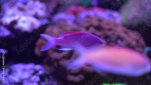 Footage of Schooling of Purple Queen Anthias(Pseudanthias tuka) swimming in Reef Aquarium photo