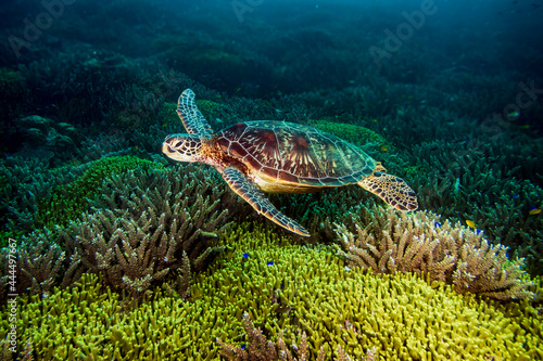 Green sea turtle  Chelonia mydas  in a coral garden at Santa Sofia I dive site in Sogod Bay  Southern Leyte  Philippines.  Underwater photography and travel.