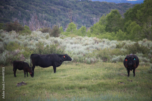 Black Angus
Fishlake National Forest, Utah
