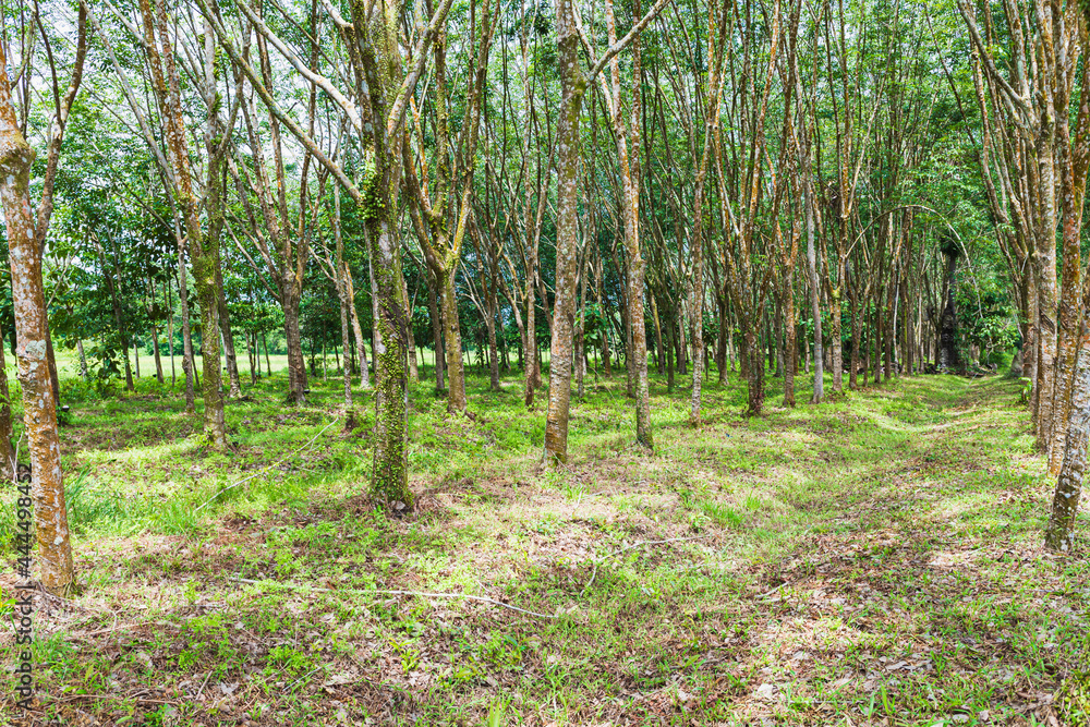 rubber plantation rubber plantation