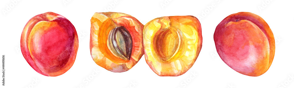 Obraz premium Set watercolor сut apricot with seed. Red, yellow, orange hand-drawn fruit isolated on white background. Sweet dessert summer food. Creative clipart element for menu, sticker, wrapping