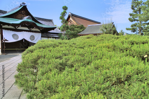 日本 京都府大覚寺の美しい松