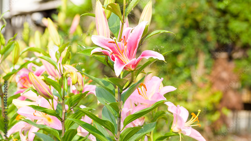 スターゲイザーの花 ユリ ユリ科 ユリ属 Stargazer Flower Lily Liliaceae Liliaceae 新緑 初夏の季節に咲く花 Flowers That Bloom In The Fresh Green And Early Summer Season 日本21年新緑 初夏撮影 Japan 21 Fresh Green Stock Photo Adobe Stock スターゲイザーの花 ユリ ユリ科 ユリ属 Stargazer Flower Lily Liliaceae Liliaceae 新緑 初夏の季節に咲く花 Flowers That Bloom In The Fresh Green And Early Summer Season 日本21年新緑 初夏撮影 Japan 21 Fresh Green Stock Photo Adobe Stock