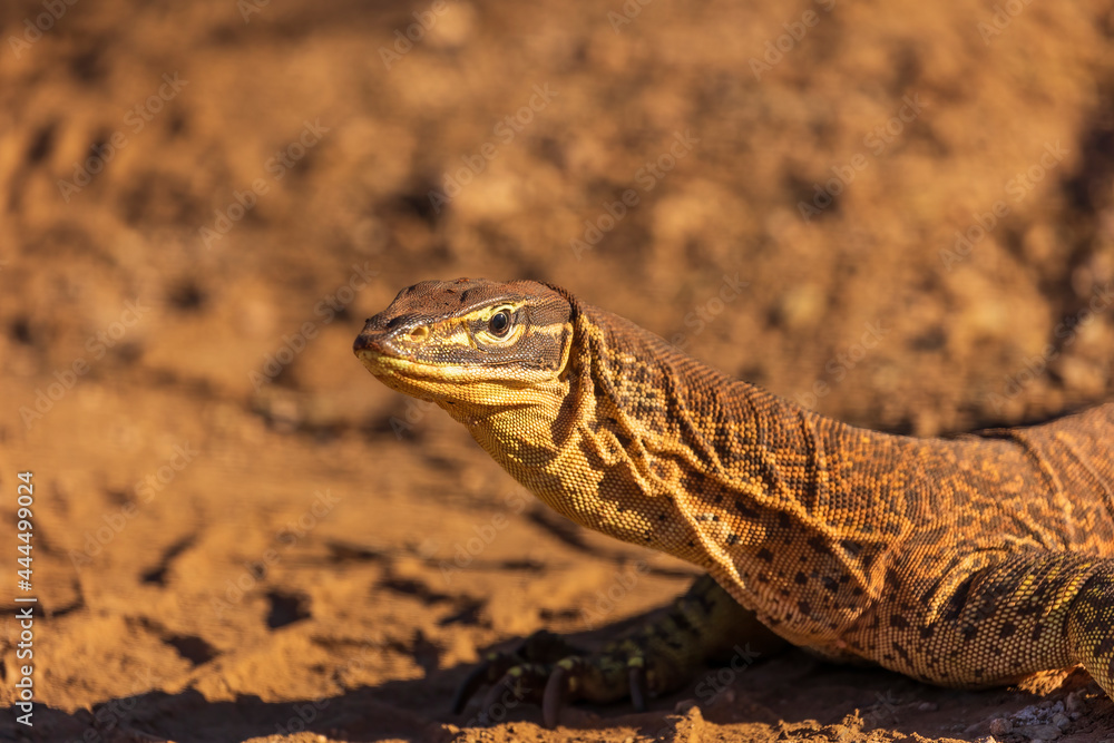 Obraz premium A large greenish-gray Australian lizard with uniform ringed small yellow spots all over its body commonly known as a Sand Goanna or Sand Monitor (Varanus gouldii)