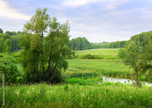 Summer landscape with green trees