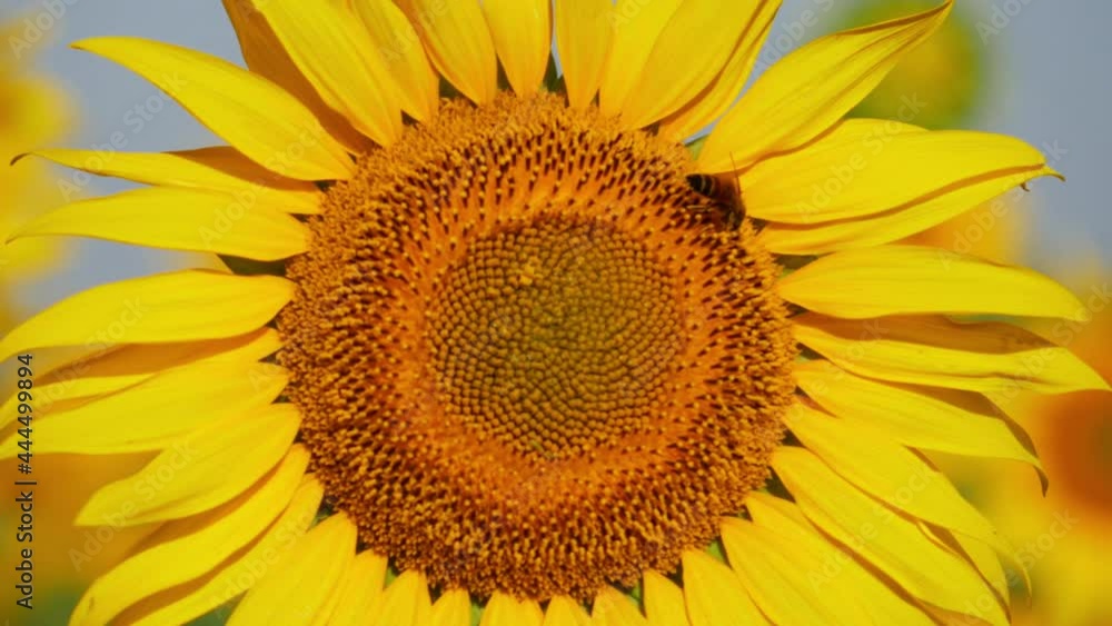 Close zoomed in view of sunflower, Bee flying around sunflower Close zoomed in view of sunflower, Bee flying around sunflower