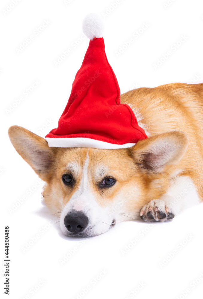 corgi in christmas hat isolated corgi in christmas hat isolated