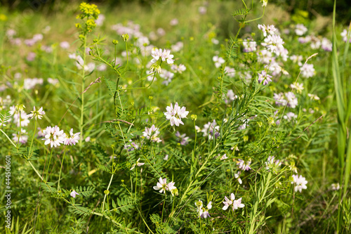 meadow flowers