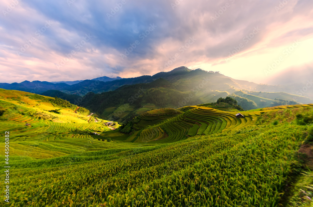 Terraced rice field in the harvest season in Mu Cang Chai,Rice terrace on during sunset ,Northeast region of Vietnam