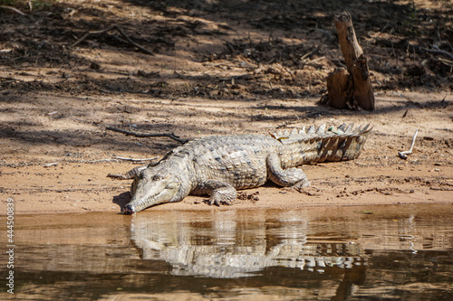 Fototapeta Fresh water crocodile sunning itself on the banks of the river.