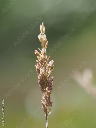 Dried Grass in Summer