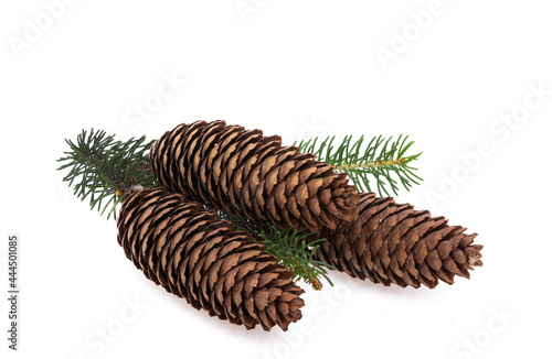 fir cones isolated