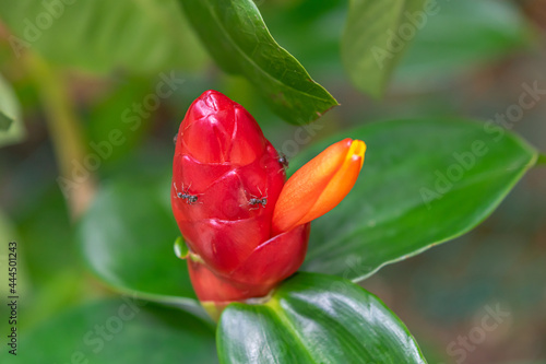Costus Woodsonii flowers and some ants photo
