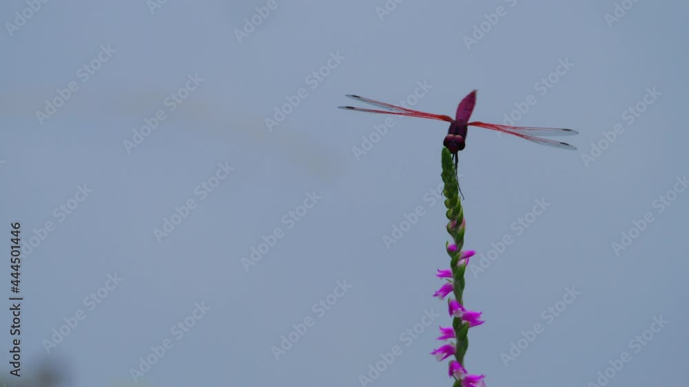 ネジバナの上に止まる美しいベニトンボ StockVideo Adobe Stock