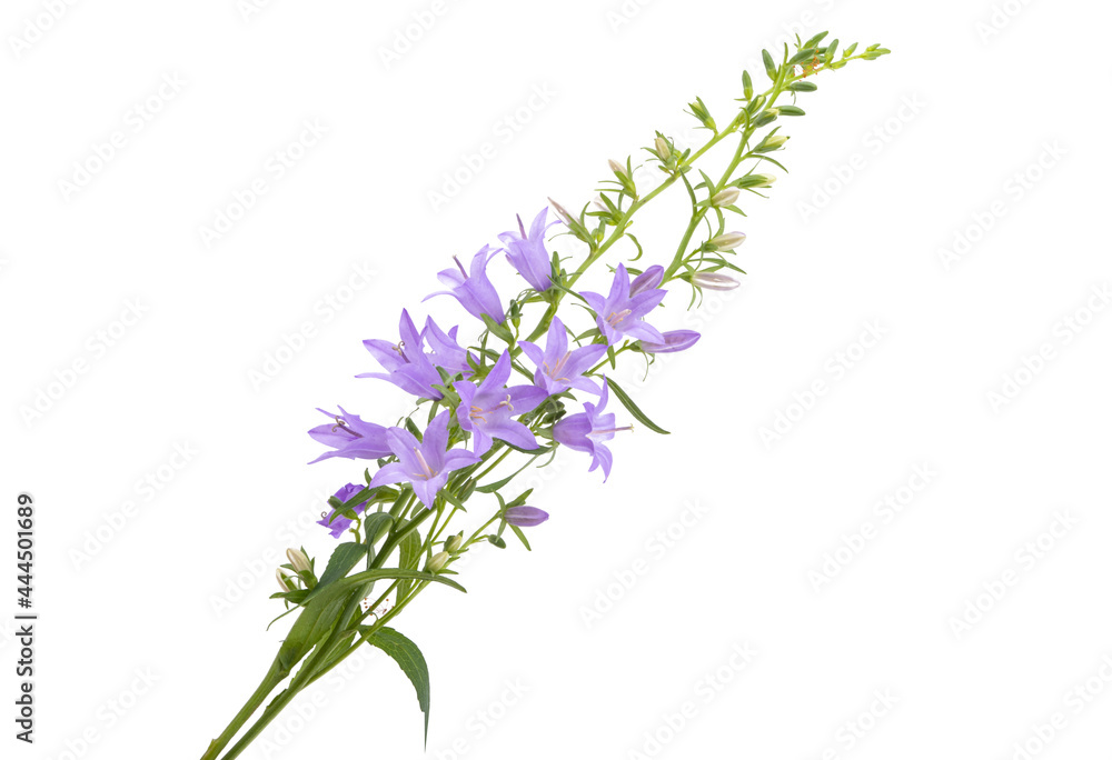 Naklejka premium meadow bell isolated