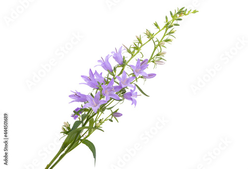 meadow bell isolated