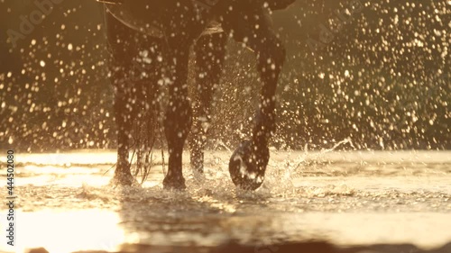 SLOW MOTION, CLOSE UP: Horse walks along a shallow stream to cool off from the summer evening heat. Unknown horse stirs up and splashes the refreshing water while crossing river at golden sunset.